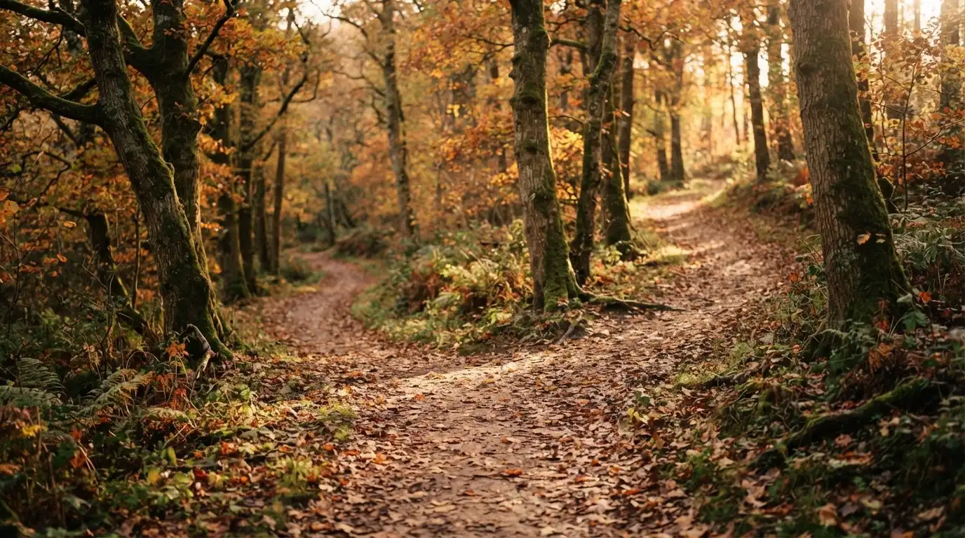Eine Wegkreuzung im Wald, an der sich zwei Pfade im Herbstlicht gabeln, Laub bedeckt den Boden.